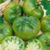 Cherokee Green Tomato Seeds TM761-20_Base