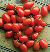 Cherry Roma Tomato TM549-20_Base