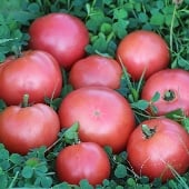Clear Pink Tomato Seeds TM785-20_Base