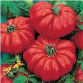 Costoluto Genovese Tomato Seeds TM38-20_Base