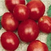 Crimson Fancy Tomato Seeds TM607-10_Base