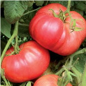 Crnkovic Yugoslavian Tomato Seeds TM694-20_Base
