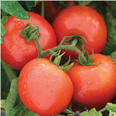 EB - Early Blight Resistant Tomatoes