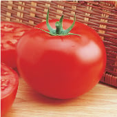 Delicious Tomato Seeds TM41-20_Base