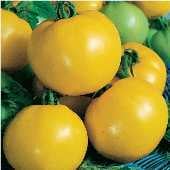 Dixie Golden Giant Tomato Seeds TM178-20_Base