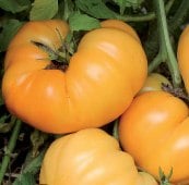 Dr Wyche's Yellow Tomato Seeds TM727-10_Base