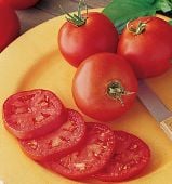 BER - Blossom End Rot Resistant Tomatoes