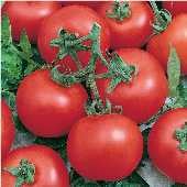 Early Doll Tomato Seeds TM752-20_Base