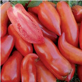 Federle Tomato Seeds TM231-20_Base
