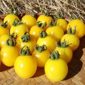 Galina's Tomato TM870-10