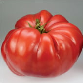 German Giant Tomato Seeds TM404-10_Base