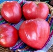 Giant Oxheart Tomato Seeds TM51-20_Base