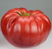 Giant Belgium Tomato Seeds TM50-20_Base