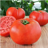 BS - Bacterial Speck Resistant Tomatoes