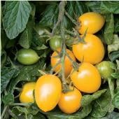 Golden Gem Tomato TM736-10_Base