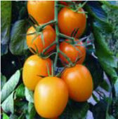 Golden Rave Tomato TM525-10