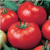 Grandaddy Tomato TM506-20