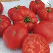Granny Cantrell's German Tomato TM756-20
