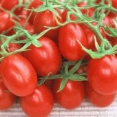 Grapette Tomato TM286-20