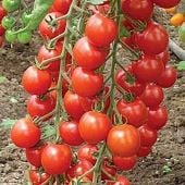 Grappoli d'Inverno Tomato Seeds TM932-10_Base