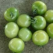 Green Doctors Tomato TM867-10