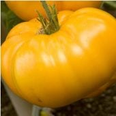 Giant Belgium Tomato (Yellow) TM397-20