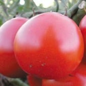 High Carotene Tomato TM451-20