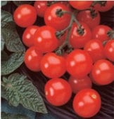 Husky Tomato (Cherry Red) TM65-20