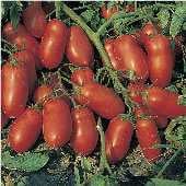 Incas Tomato TM526-10