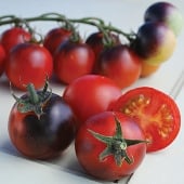 Indigo Cherry Drops Tomato Seeds TM782-10_Base