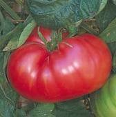 Italian Sweet Tomato TM690-20_Base