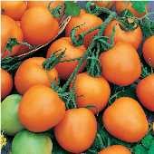 Jaune Flamme Tomato TM184-20