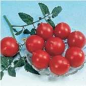 Jolly Tomato TM185-10