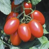 Juliet Tomato Seeds TM71-10_Base