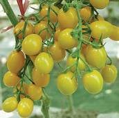 Jelly Bean Yellow Tomato TM396-20_Base