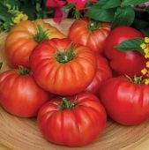 Madame Marmande Tomato TM903-10