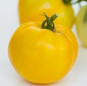 Manyel Tomato TM535-20