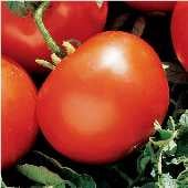 Marglobe Select Tomato TM79-20