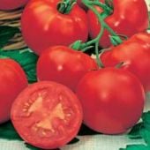 Marglobe F Tomato TM75-10