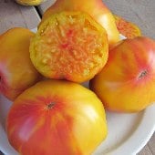 Marizol Gold Tomato Seeds TM720-10_Base