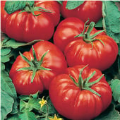 Marmande Tomato TM268-20_Base