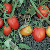 Mely Tomato Seeds TM883-20_Base