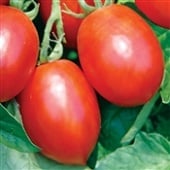 Mochomo Tomato Seeds TM893-10_Base