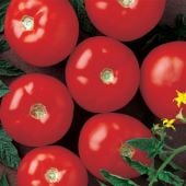 Mountain Fresh Plus Tomato Seeds TM84-10_Base