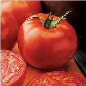 New Yorker Tomato TM353-20