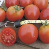 Northern Delight Tomato TM92-20