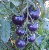 OSU Blue Tomato Seeds TM929-10_Base
