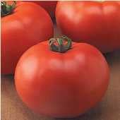 Goliath Old Fashioned Tomato Seeds TM107-20_Base