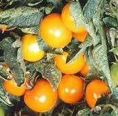 Orange Pixie Tomato TM257-10