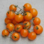 Orange Cherry Tomato Seeds TM596-20_Base